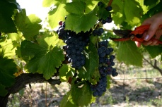 Découverte d'un vignoble du Languedoc-Roussillon, Méditerranée. Photo Serge Briez, Cap médiations pour Vin4 heures tour