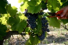 Découverte d'un vignoble du Languedoc-Roussillon, Méditerranée. Photo Serge Briez, Cap médiations pour Vin4 heures tour