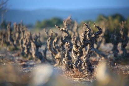 Les paysages viticoles du Languedoc-Roussillon, Méditerranée. Photo Serge Briez, Cap médiations pour Vin4 heures tour
